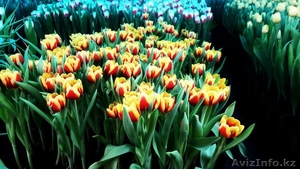 ТЮЛЬПАНЫ-- на 8 марта!!! Оптом - Цветы - Изображение #2, Объявление #1379535