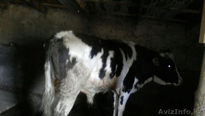 продам быка и корову - Изображение #3, Объявление #1416327