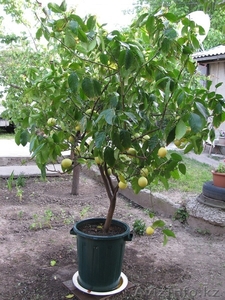 Продам дерево лимона - Изображение #5, Объявление #1281939