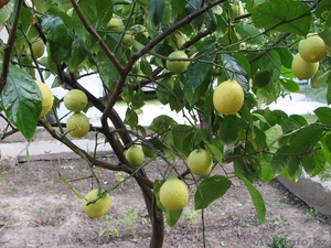 Продам дерево лимона - Изображение #6, Объявление #1281939