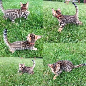 Бенгальские котята ! - Изображение #1, Объявление #1454624