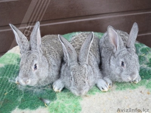 Продам кроликов породы фландер и шиншилла  - Изображение #1, Объявление #1458238