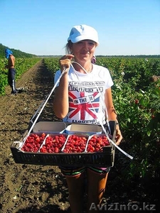 В Польшу нужны сборщики малины - Изображение #3, Объявление #1477537