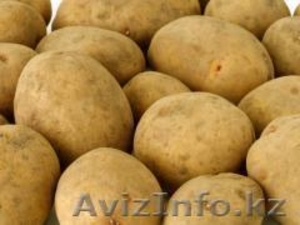 Семенной картофель из Беларуси - Изображение #1, Объявление #1497559