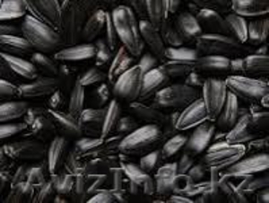 Продам семечки черные - Изображение #1, Объявление #1500141