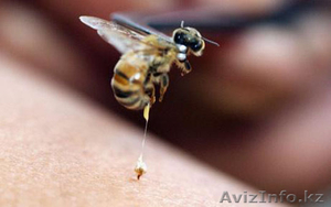 Лечение укусами пчел в Алматы - Изображение #1, Объявление #1520880