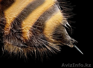 Лечение укусами пчел в Алматы - Изображение #2, Объявление #1520880