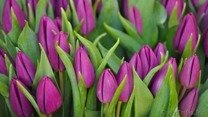 Тюльпаны (Tulip) к 8 марта - Изображение #3, Объявление #1529012