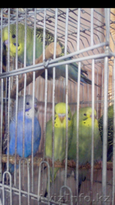 Волнистые попугайчики. - Изображение #2, Объявление #1522613