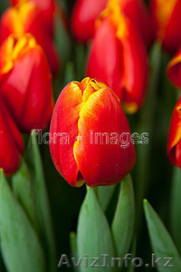 Тюльпаны (Tulip) к 8 марта - Изображение #2, Объявление #1529012
