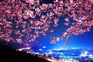 Тур в Японию на праздник цветения сакуры - Изображение #1, Объявление #1538341