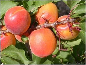 Саженцы абрикоса Харкот, Сомо, Эрли оранж - Изображение #1, Объявление #1536348