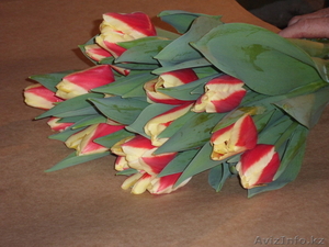 Тюльпаны к 8 марта оптом и розницу - Изображение #1, Объявление #1535623