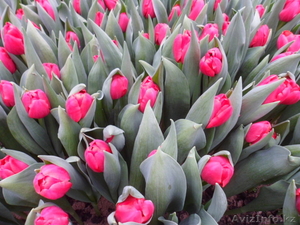 Тюльпаны к 8 марта оптом и розницу - Изображение #2, Объявление #1535623