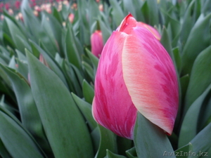 Тюльпаны к 8 марта оптом и розницу - Изображение #6, Объявление #1535623
