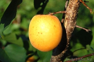 Саженцы абрикоса Харкот, Сомо, Эрли оранж - Изображение #2, Объявление #1536348