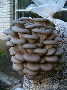 Мицелий грибов вешенки (вешенка) - Изображение #2, Объявление #1542166