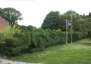 Озеленение участка, газоны, цветники, водоемы - Изображение #2, Объявление #1384509