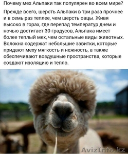 Все из шерсти Альпака и Викунья