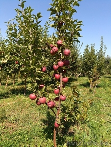 Яблони крупномеры плодоносящие деревья Алматы от 6000 тг. - Изображение #7, Объявление #1258621