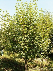 Груши крупномеры плодоносящие деревья Алматы 10000 тг. - Изображение #5, Объявление #1581652