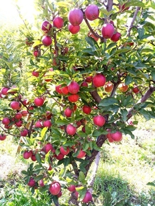 Яблони крупномеры плодоносящие деревья Алматы от 6000 тг. - Изображение #1, Объявление #1258621