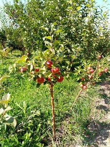 Яблони крупномеры плодоносящие деревья Алматы от 6000 тг. - Изображение #3, Объявление #1258621