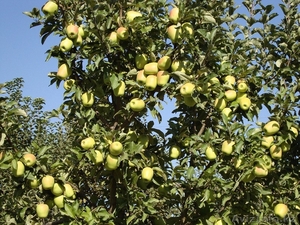 Яблони крупномеры плодоносящие деревья Алматы от 6000 тг. - Изображение #8, Объявление #1258621