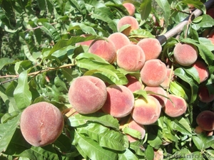 Персики крупномеры плодоносящие деревья Алматы 20000 тг. - Изображение #1, Объявление #1555342