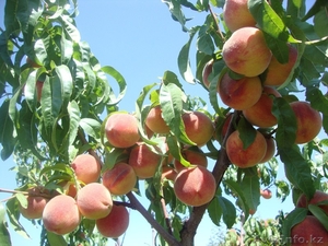 Персики крупномеры плодоносящие деревья Алматы 20000 тг. - Изображение #2, Объявление #1555342