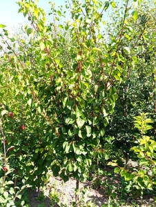 Абрикосы крупномеры плодоносящие деревья Алматы 8000 тг. - Изображение #2, Объявление #775415