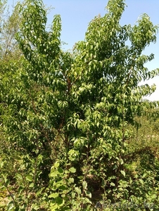 Персики крупномеры плодоносящие деревья Алматы 20000 тг. - Изображение #5, Объявление #1555342