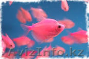 флуаресцентные светящиеся рыбки(каждая 10 бесплатно)  - Изображение #7, Объявление #1605321