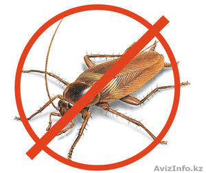 Уничтожение тараканов Алматы - Изображение #1, Объявление #1607042