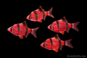 флуаресцентные светящиеся рыбки(каждая 10 бесплатно)  - Изображение #6, Объявление #1605321