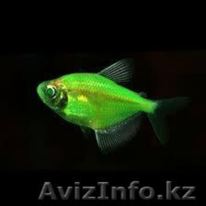 флуаресцентные светящиеся рыбки(каждая 10 бесплатно)  - Изображение #1, Объявление #1605321