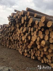 Кедр,  Ель,  Пихта,  Сосна