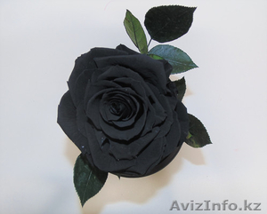 Вечные розы в колбах - Изображение #6, Объявление #1622633