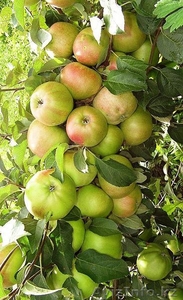 Колоновидные яблони Алматы, оптом 700, розница от 1000 тг. - Изображение #2, Объявление #1611675