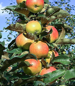 Колоновидные яблони Алматы, оптом 700, розница от 1000 тг. - Изображение #6, Объявление #1611675