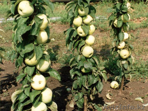 Колоновидные яблони Алматы, оптом 700, розница от 1000 тг. - Изображение #5, Объявление #1611675