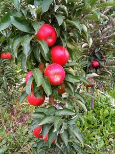 Колоновидные яблони Алматы, оптом 700, розница от 1000 тг. - Изображение #1, Объявление #1611675