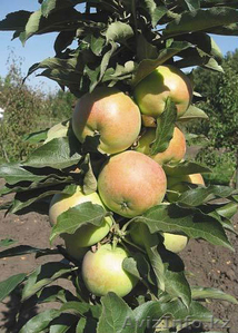 Колоновидные яблони Алматы, оптом 700, розница от 1000 тг. - Изображение #3, Объявление #1611675