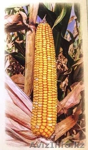 Семена кукурузы Машук 480 СВ - Изображение #1, Объявление #1634919