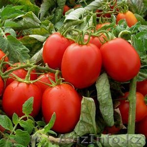 Семена томата Рио Гранде - Изображение #1, Объявление #1636150