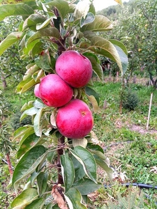 Колоновидные яблони Алматы, оптом 700, розница от 1000 тг. - Изображение #8, Объявление #1611675