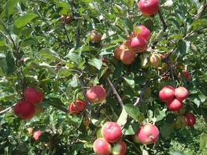 Яблони оптом от 600 тенге. Саженцы яблонь - Изображение #4, Объявление #882291
