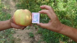 Оптовая продажа яблок со склада в Казахстане. - Изображение #2, Объявление #1646819