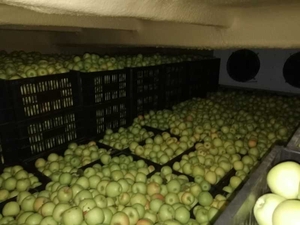 Оптовая продажа яблок со склада в Казахстане. - Изображение #3, Объявление #1646819