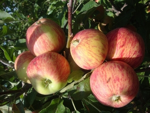 Яблони оптом от 600 тенге. Саженцы яблонь - Изображение #6, Объявление #882291